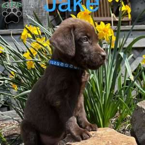 Jake, Chocolate Labrador Retriever Puppy